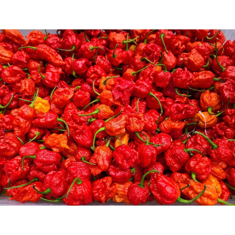 Shade Time Artisan Hot Sauce Artisan Hot Sauce, 5oz, Carolina