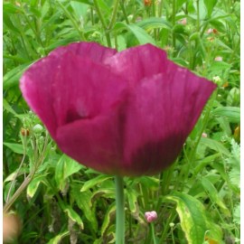 seeds Poppy Lauren's Grape -  50  Heirloom Seeds - Purple-violet Blooms - Papaver