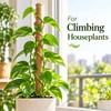 Moss Pole for Climbing Indoor Plants – Plant Fiber Support