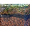 Josh's Frogs False Bottom - LECA Expanded Clay Pebbles (5