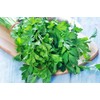 Seeds Flat-Leaf Parsley Italian Indoor Heirloom Vegetable for Planting Non
