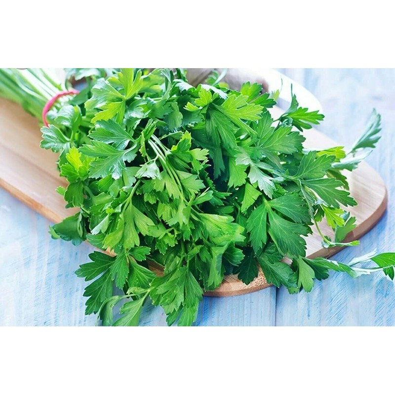 Seeds Flat-Leaf Parsley Italian Indoor Heirloom Vegetable for Planting Non