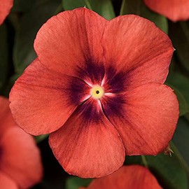 Park Seed Vinca Flower Plant Seeds, Easy to Grow, Perfect for Spring Garden, Tattoo Tangerine, Pack of 15