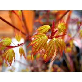 Wou Nishiki Japanese Maple 3 - Year Graft