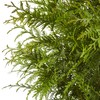 Shrub Giant Arborvitae 2.25 Gal, Green Foliage