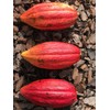 New and Healthy Red Theobroma Cacao Cocoa Chocolate Tropical Fruit