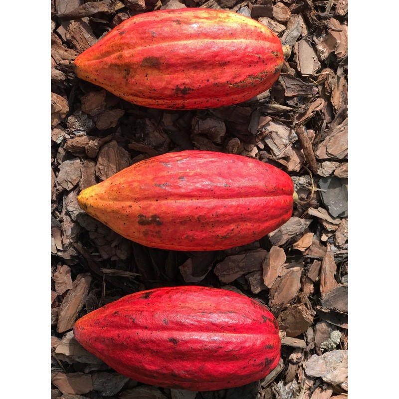 New and Healthy Red Theobroma Cacao Cocoa Chocolate Tropical Fruit