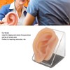 Silicone Ear Model Simulated Ear Model Acupuncture Practice Tool with
