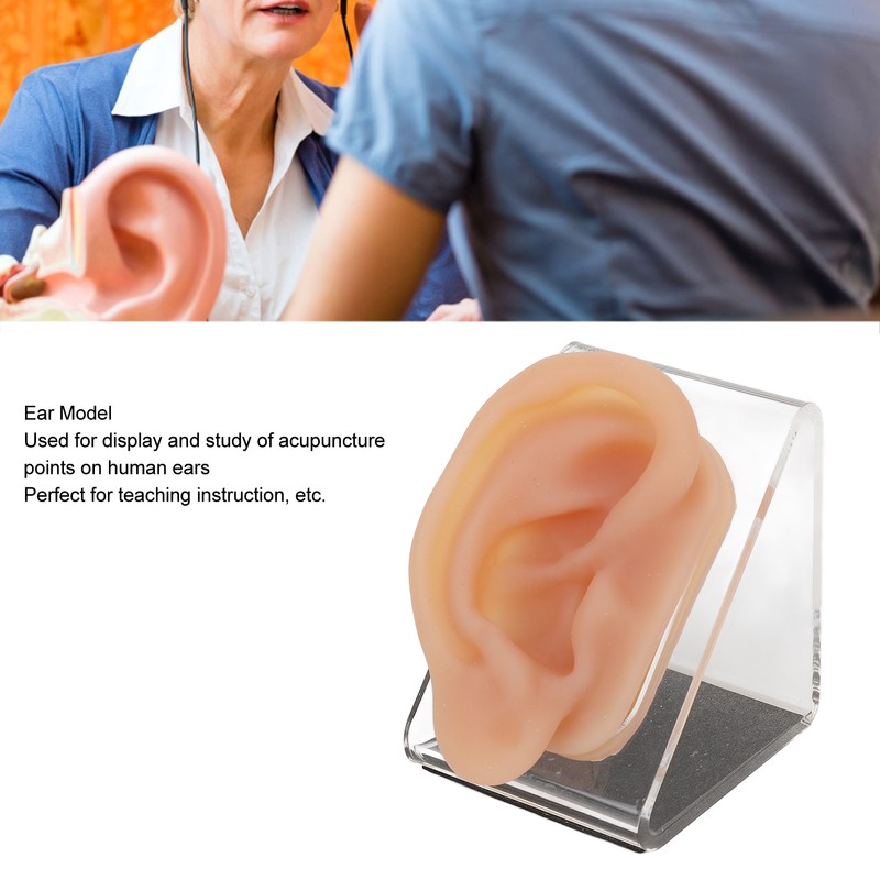 Silicone Ear Model Simulated Ear Model Acupuncture Practice Tool with