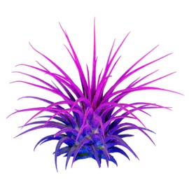 Rainbow Tillandsia Air Plant, Tillandsia Air Plant, Airplant, Air Purification, House Plant, Home Decor & Gift, Live Plant, Healthy Arrival Guarantee (Blue/Pink)