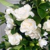 300+ Gardenia Seeds Cape Jasmine Flower Seed for Home Garden