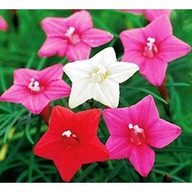 NIKA SEEDS - Flowers Cypress Vine Mix (Quamoclit) - 30 Seeds