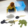 RiToEasysports Tadpole Frog Toy Set, Ranidae Growth Cycle Model for