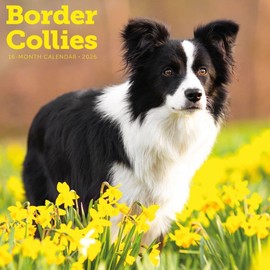 Carousel Calendars, Border Collies 2026 Wall Calendar, 12'' X 12'', 16-Month Calendar with Stapled Binding