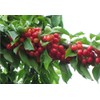 Kristin Cherry Tree Seeds - 20 Cherry Seeds - Qualityseeds4less