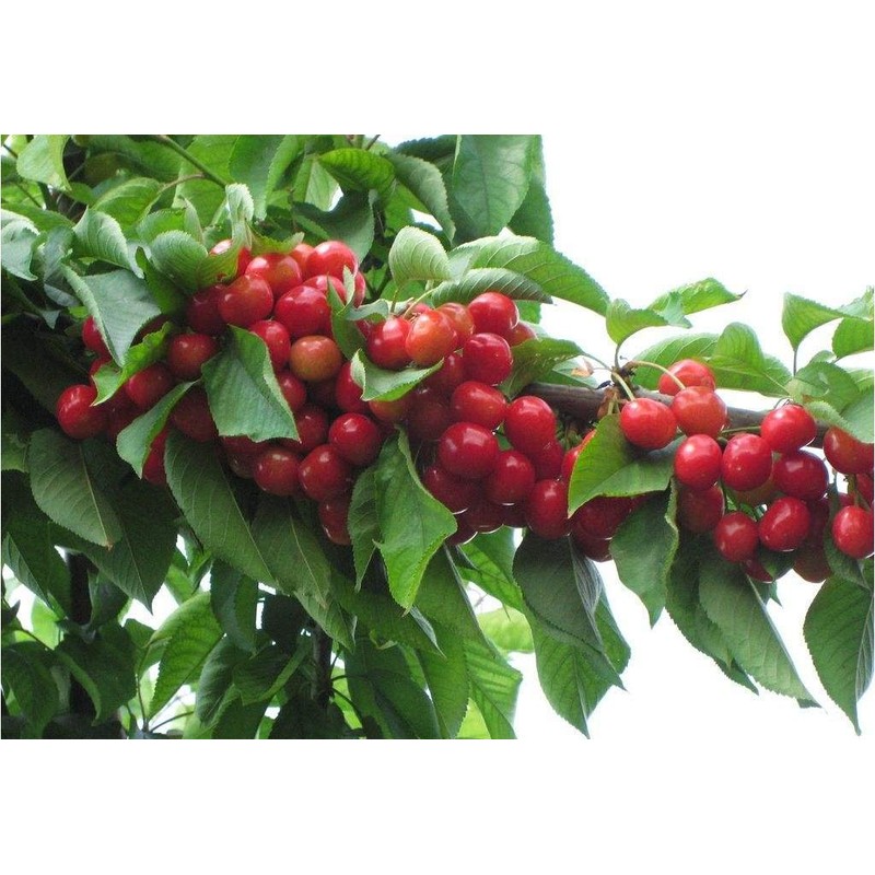 Kristin Cherry Tree Seeds - 20 Cherry Seeds - Qualityseeds4less