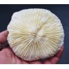 3-Pack: White Mushroom Coral Home Decor Nautical 3"+ Aquarium Coastal