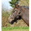 Rhinegold Nylon Headcollar - Pony - Black