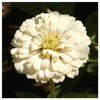 Everwilde Farms - 200 Polar Bear Zinnia Wildflower Seeds -