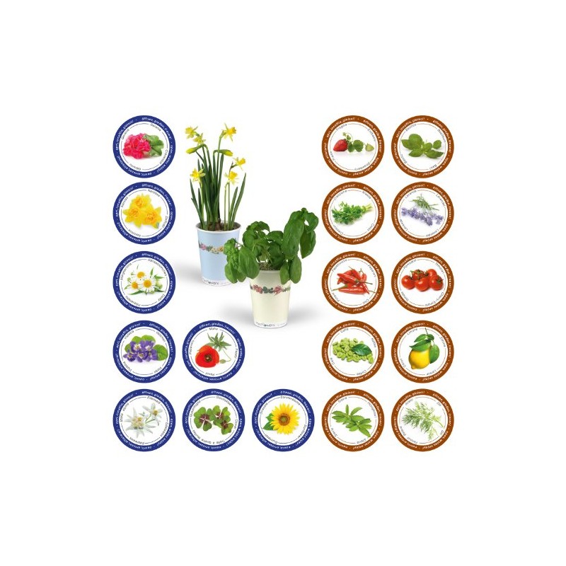 Flowers in Cup To Grow - Lucky Clover