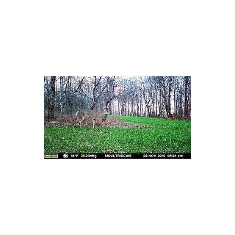 Feeders Outdoors 3lbs JUMBO LADINO WHITE CLOVER Seed For Deer
