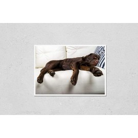Poster Reproduction of Brown chocolate labrador retriever dog is sleeping on sofa with pillow. Sleeping on the couch. Young cute adorable tired labrador retriever dog. Dog Variation Number 2