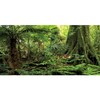 AWERT 72x16 inches Forest Terrarium Background Stone Green Huge Tree
