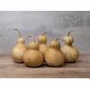 Box of 5 Dried Bottle Gourds - 4" Diameter, Ready