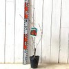 Pomegranate Seedling, Pomegranate, 4.7 inches (12 cm) Pot Seedling, Pomegranate