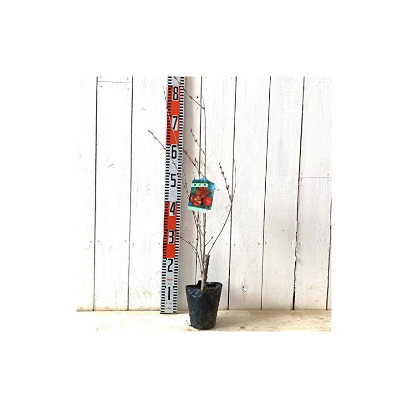 Pomegranate Seedling, Pomegranate, 4.7 inches (12 cm) Pot Seedling, Pomegranate