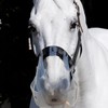 Thinline Turnout Halter for Use with Grazing Muzzle | Horse