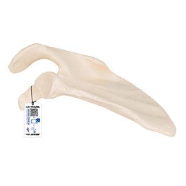 Life-Size Shoulder Blade Model - Shoulder Blade Model - 3B Scientific