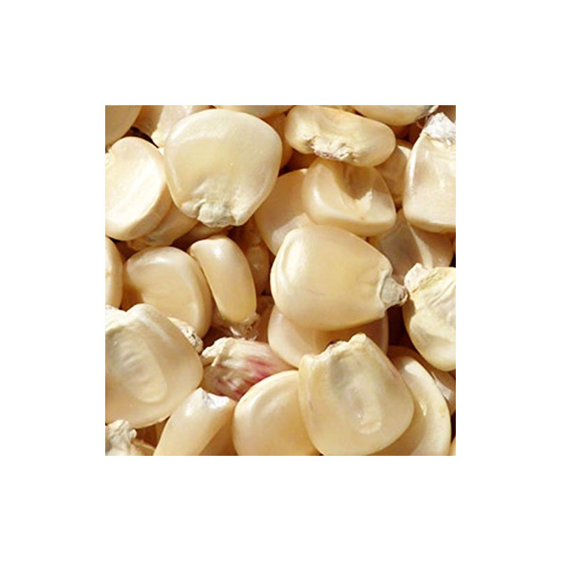 Hickory King White Corn Seeds - 25 LB Bulk ~21,250