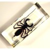 4.3" Real Whip Scorpion in Crystal Clear Lucite Resin Specimen