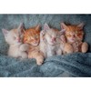 Castorland 1000 Piece Jigsaw Puzzle: The Cutest Kittens