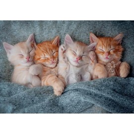 Castorland 1000 Piece Jigsaw Puzzle: The Cutest Kittens