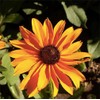 Southwest Wildflower Seed Mix - Annuals and Perennials
