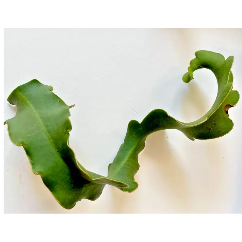 Cactus One of Epiphyllum Guatemalense Monstrose CURLY LOCKS Orchid Cactus