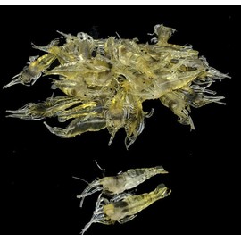10 Pcs 4cm Simulation Fake Bait Grass Shrimp Lures Soft Shrimp Bait Fishing Gear Cost-Effective Outdoor Fishing Soft Lures Attractants