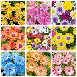 300+ Mixed Perennial African Daisy Seeds for Planting - Beautiful Osteospermum Daisy Plant in Your Home Flower Garden - Non-GMO Heirloom Variety