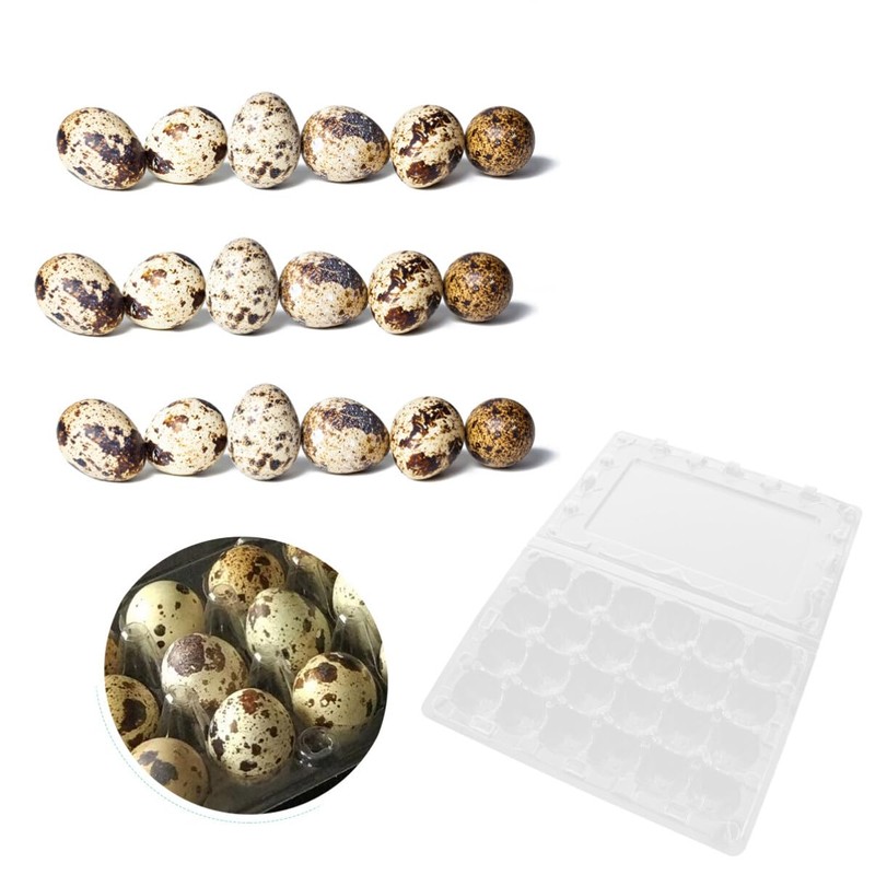 Cabilock Pack of 12 24 Egg Boxes Quail Eggs Transparent