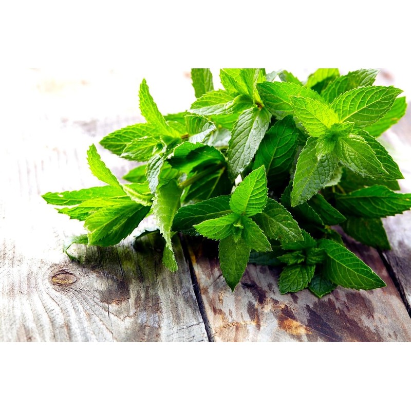 Peppermint Seeds 1000+ Seeds for Planting