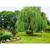 Weeping Willow Tree (Salix babylonica) - 3-4 Feet Tall -