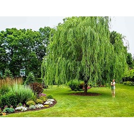 Weeping Willow Tree (Salix babylonica) - 3-4 Feet Tall - (2.5 QT)