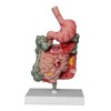 F Fityle Human Digestive System Model,Stomach Section PVC Sturdy Scientific