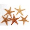 5 Real Seesterne for Fishing Net Decoration Approx. 7 to
