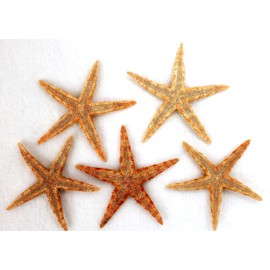 5 Real Seesterne for Fishing Net Decoration Approx. 7 to 10 cm