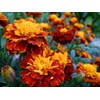 Dirt Goddess Super Seeds~ French Marigold, Sparky Mix~ Non GMO