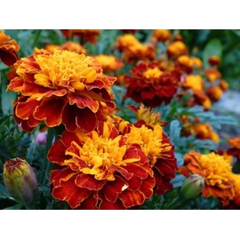 Dirt Goddess Super Seeds~ French Marigold, Sparky Mix~ Non GMO Tagetes patula (1 Lb)