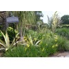 Bulbine Frutescens Yellow | 10 Live Plants | Bulbine Frutescens